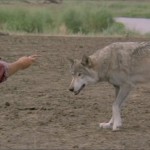 1990 - Dances With Wolves - 03